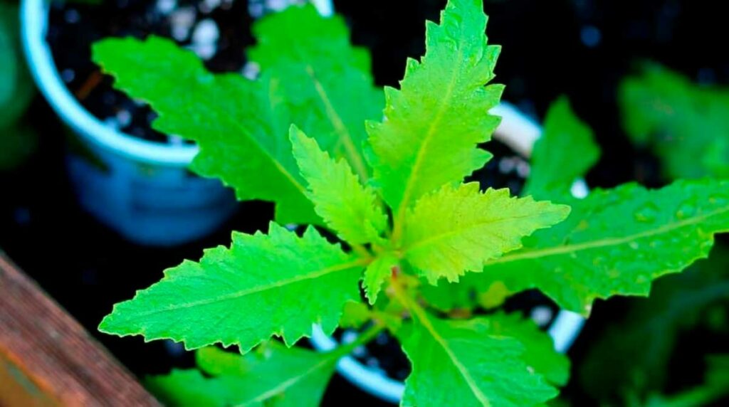 epazote-o-apazote-beneficios-aporta-salud