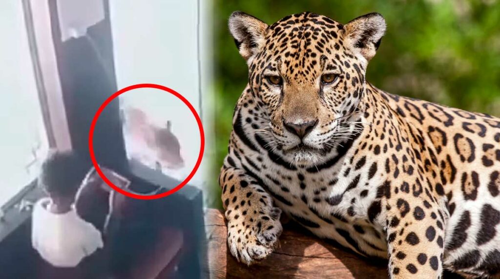 nino-se-enfrento-a-leopardo-todo-quedo-registrado-en-video