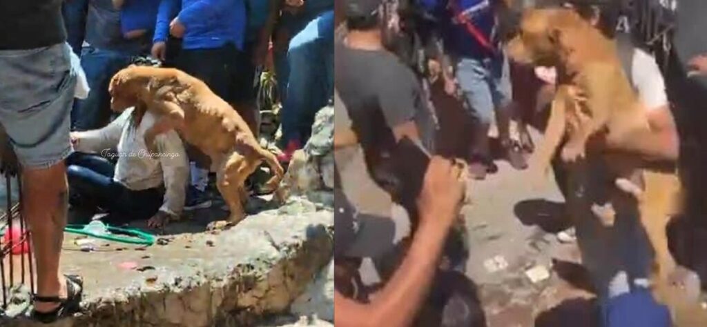 perro-intento-defender-duena-de-ser-linchada