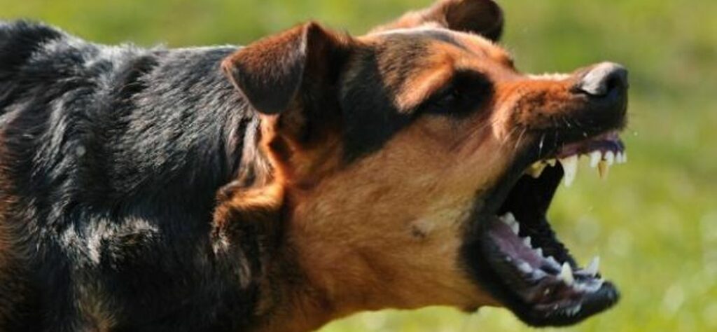 nina-atacada-por-perro-cuando-regresaba-de-la-tienda-en-ruta-al-atlantico