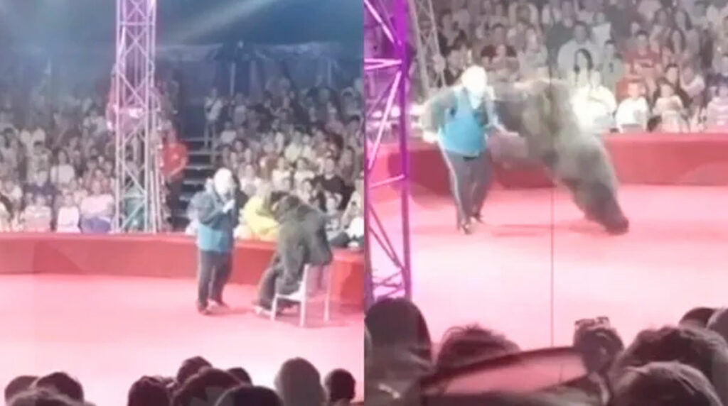 Osa en patines atacó a su entrenador de circo en pleno show