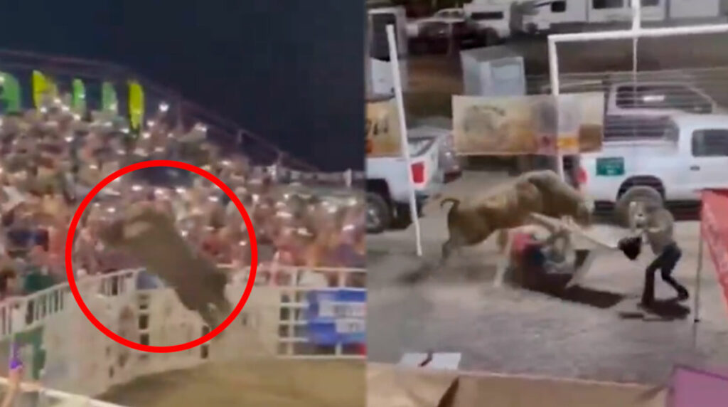 Toro salta afuera de arena de rodeo y embiste a espectadores (VIDEO)