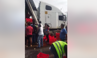 Tráiler que trasportaba pollo protagoniza accidente y personas aprovechan para robar