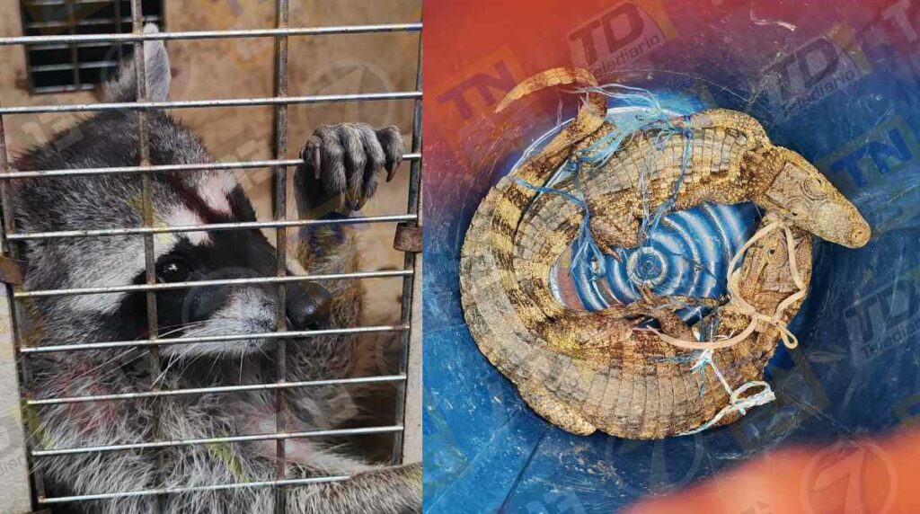 reos-mantenian-animales-silvestres-dentro-el-infiernito