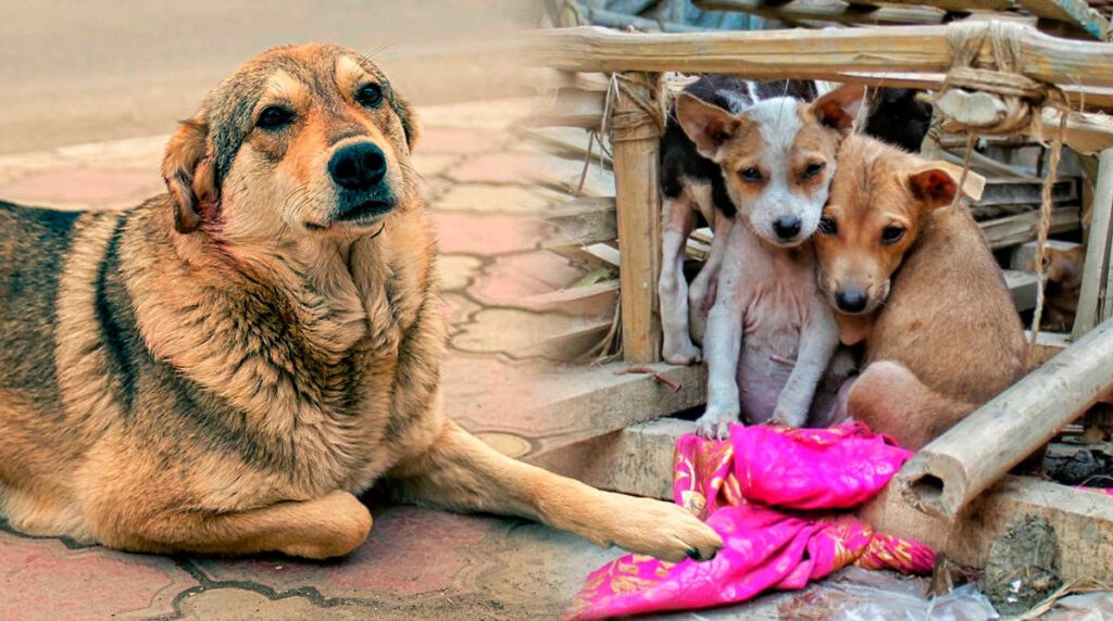 anuncian-esterilizacion-masiva-perros-callejeros-quetzaltenango