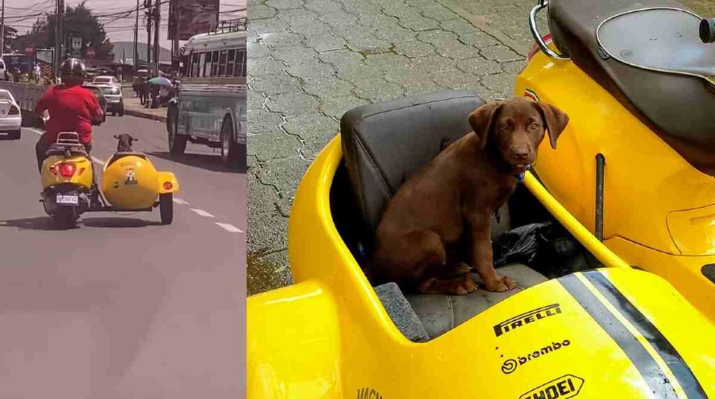perro-en-moto-guatemala