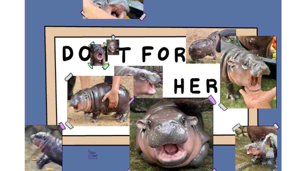 memes-hipopotamo