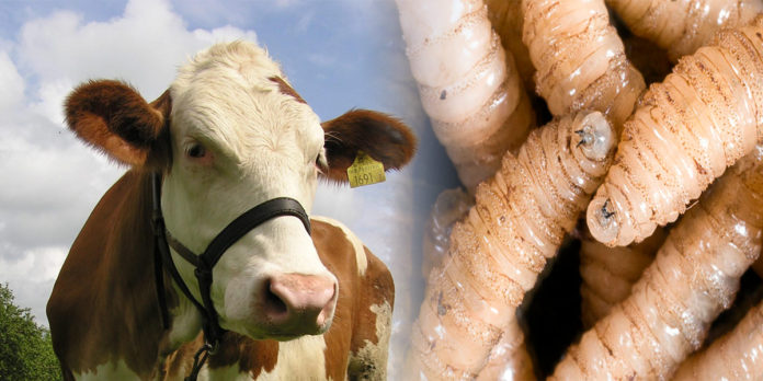 Declaran Estado de Emergencia de Sanidad Animal en todo el territorio nacional  