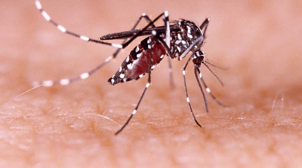 Quieres-evitar-el-dengue-Conoce-los-hábitos-del-Aedes-aegypti