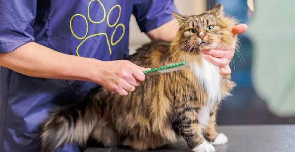 gato-veterinario