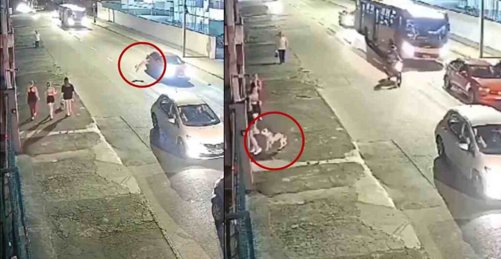 perro-salta-auto-atacar-mascota