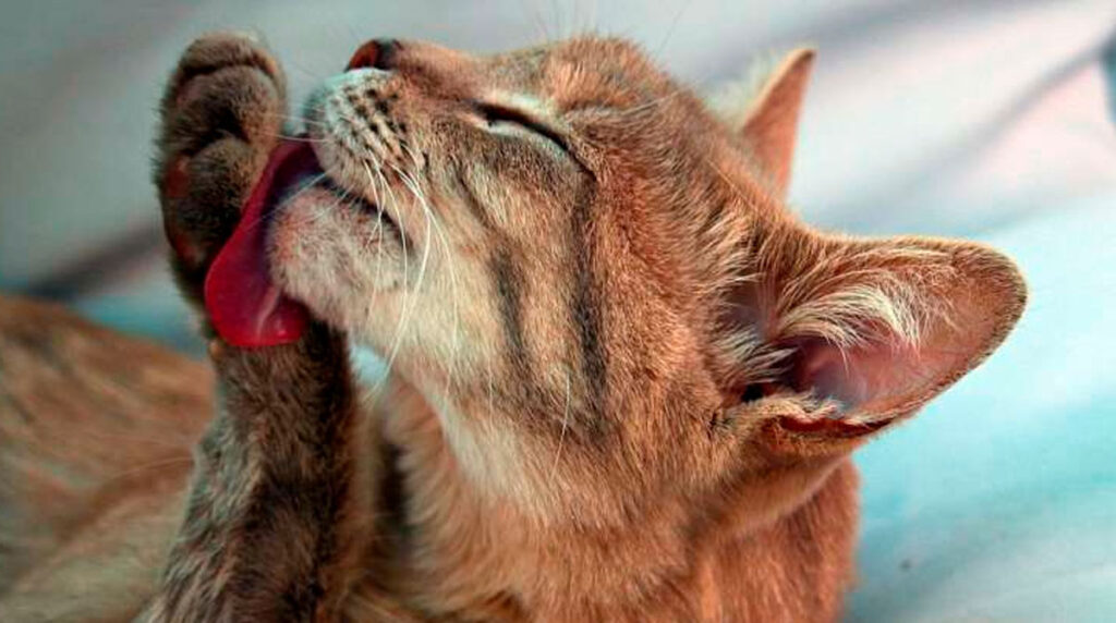 por-que-gatos-se-acicalan-despues-comer