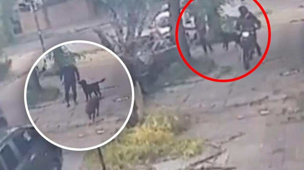 Perros frustran el robo del vehículo de su dueño y todo queda captado en video