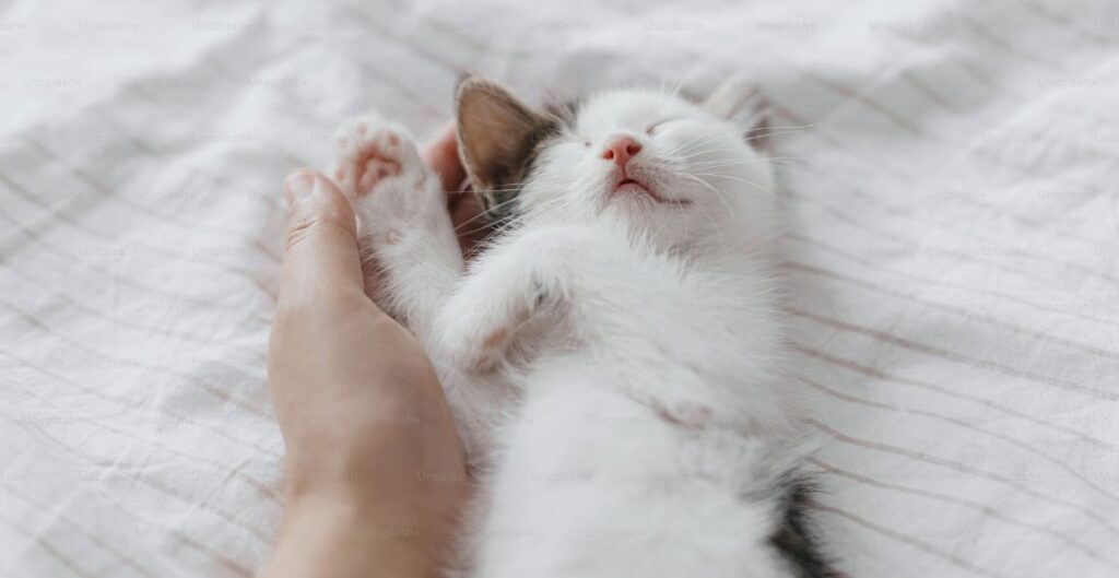 gato-durmiendo