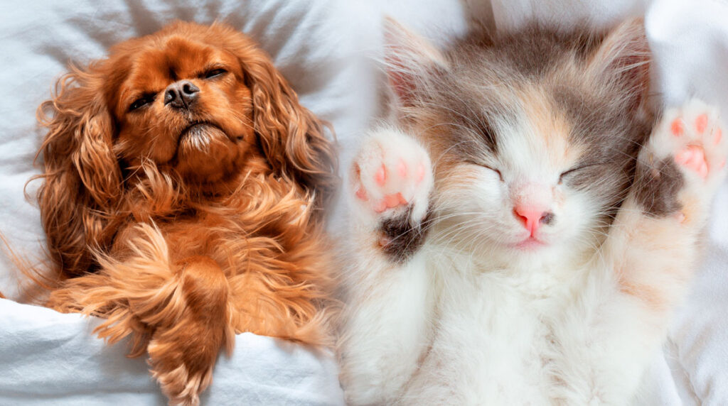 mascotas-pueden-sonar-lo-que-ven-gatos-perros-duermen