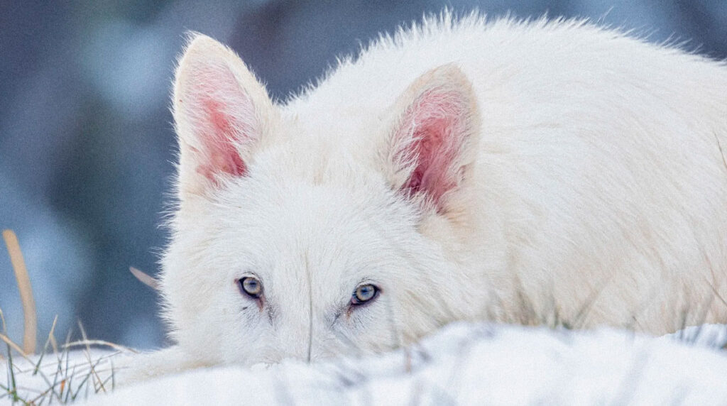 “Lobo terrible” vuelve a aullar: Científicos “reviven” una especie ...
