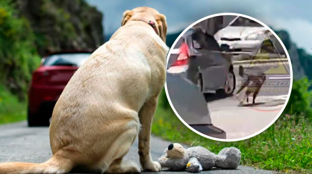 automovilista-abandonando-perro-calzada-la-paz-video