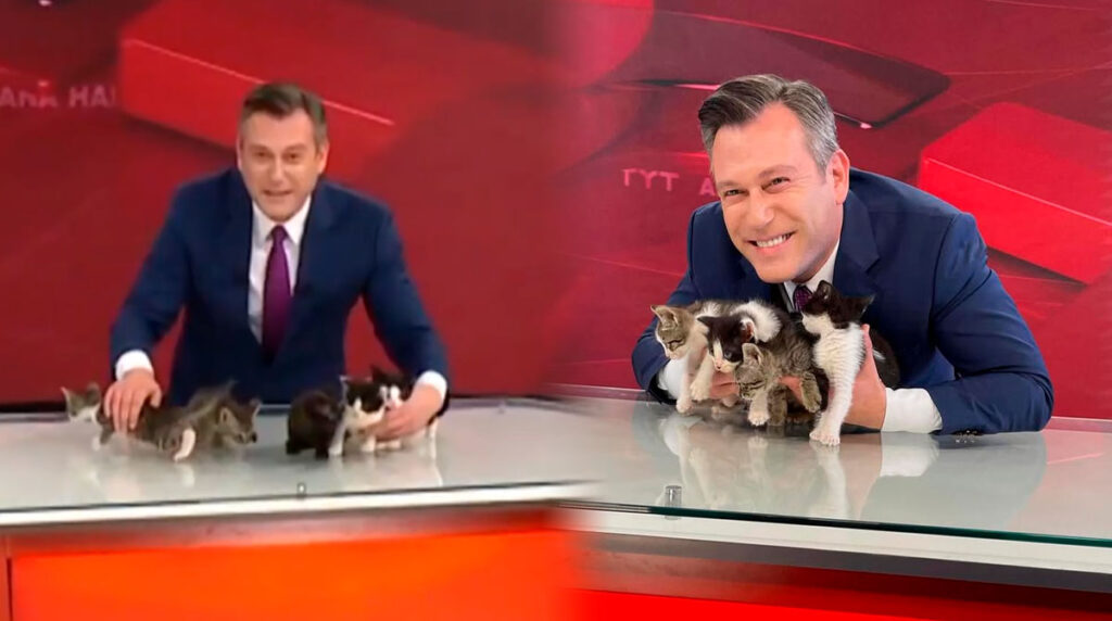 presentador-irrumpe-noticiero-mostrar-gatitos-nacieron-lugar-video