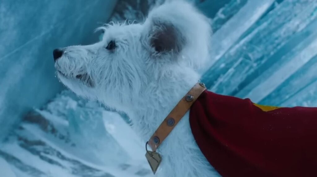 todos-quieren-un-Krypto-refugios-reportan-alza-en-adopciones-tras-estreno-de-Superman